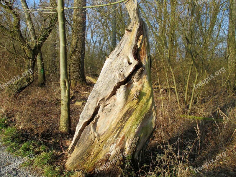 Nature Tree Tribe Gnarled Old