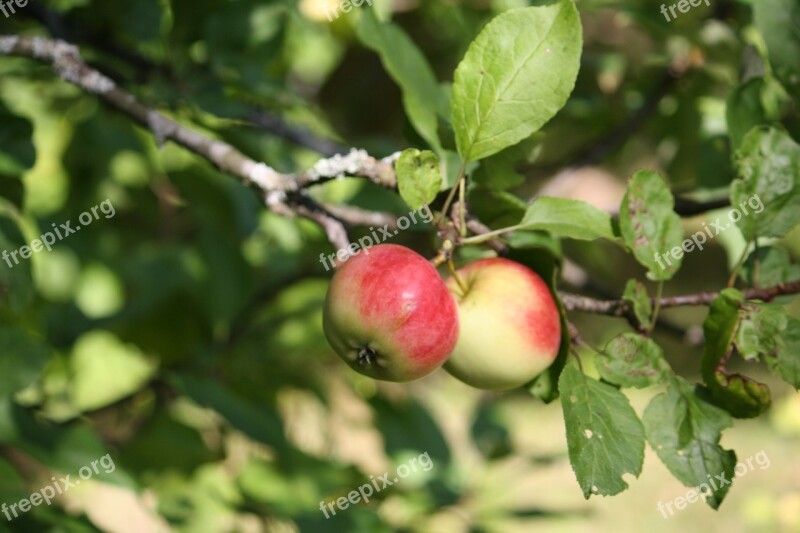 Apple Tree Apple Fruits Apples Fresh