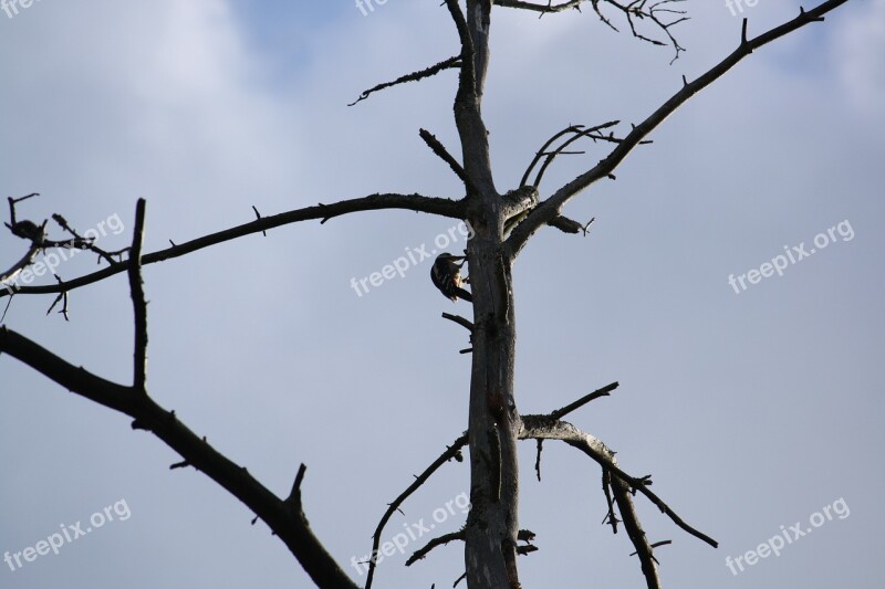 Woodpecker Tree Silhouette Sky Snag