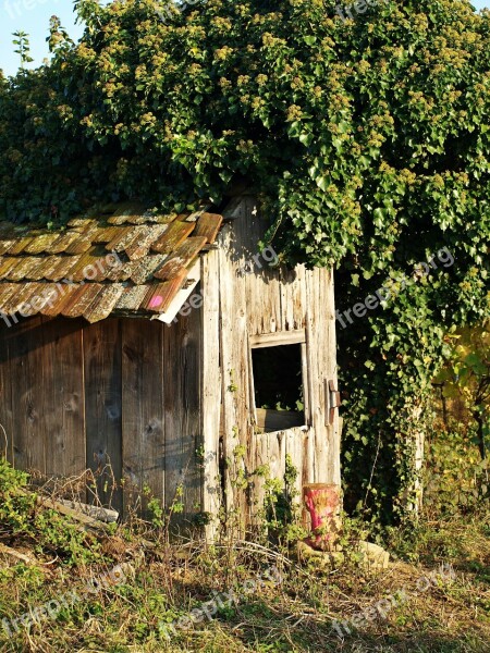 Dilapidated Break Up Overgrown Vine Cottage Old