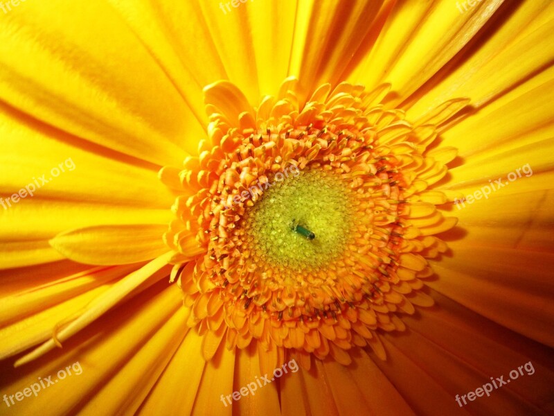 Gerbera Flower Blossom Bloom Yellow