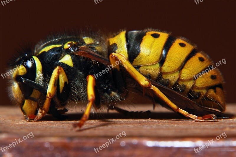 Wasp Yellow Warning Toxic Wing