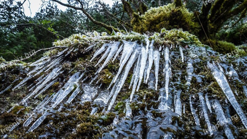 Ice Nature Frosted Frozen Icicles