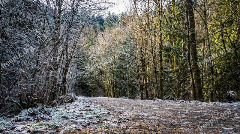 Ice Nature Frosted Path Forest