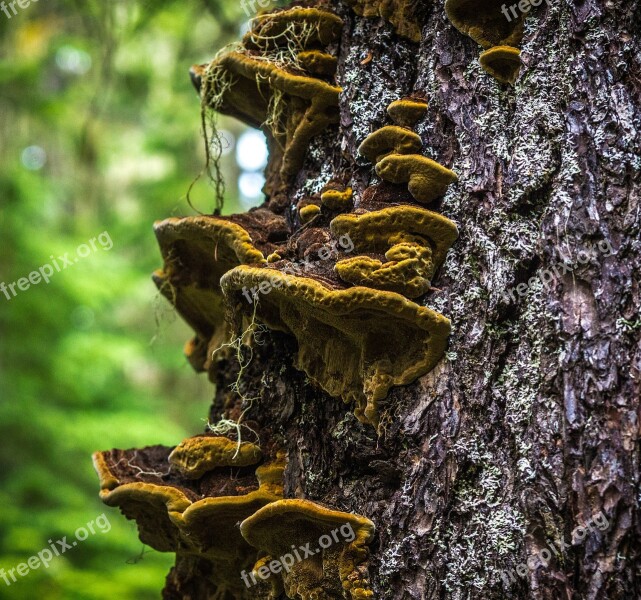 Mushroom Fungi Forest Nature Fungus