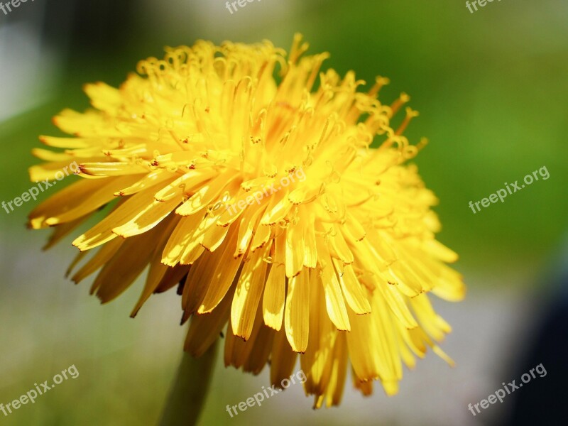 Dandelion Flora Garden Weed Nature