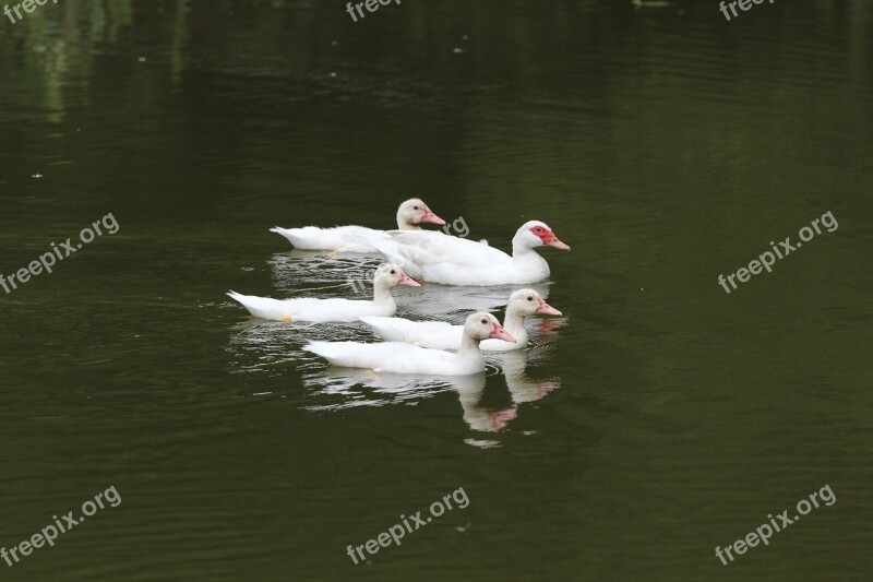 Water Duck Peace Landscape Nature