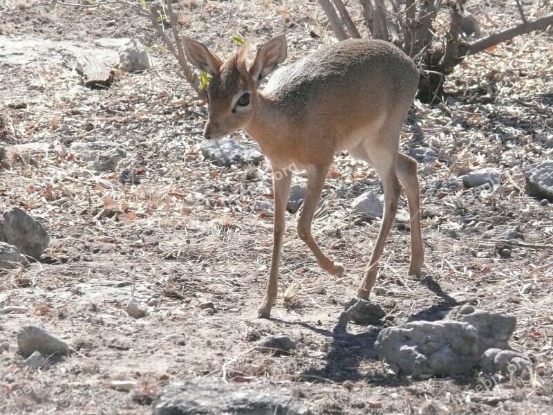 Antelope Africa Animal Mammal Herbivore