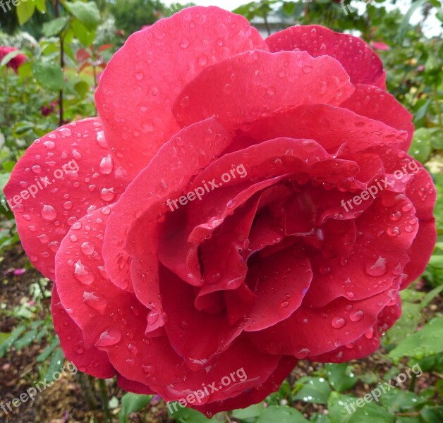 Rose Wet Roses Flora Flower