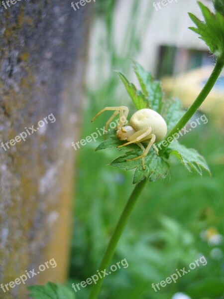 Dorsata Insect Arachnids Spider Animal