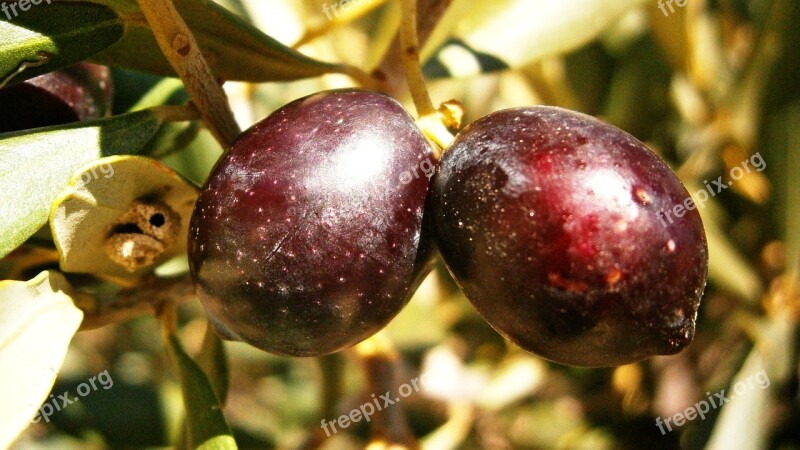 Olives Olivas Fruit Tree Olive