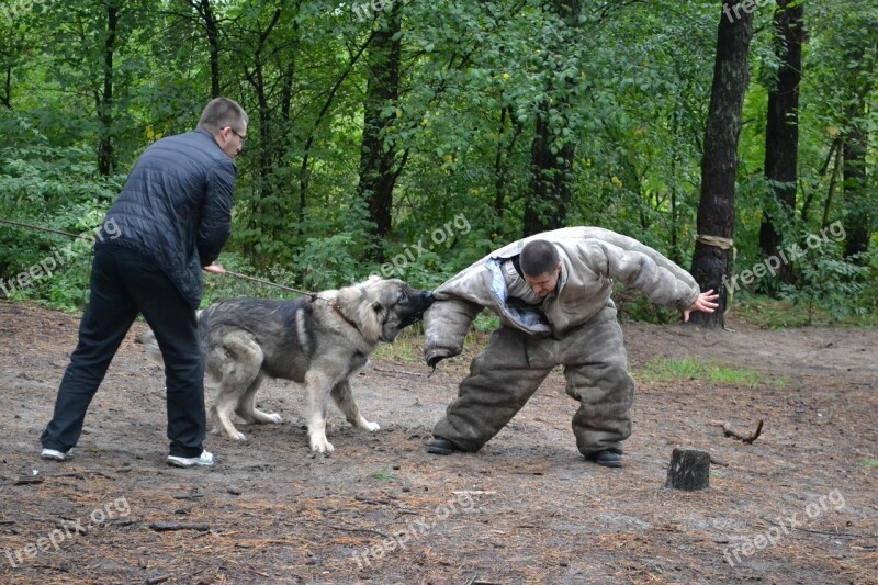 Dog Fight Fighting Dog Attack Dog Dog Owner Dog