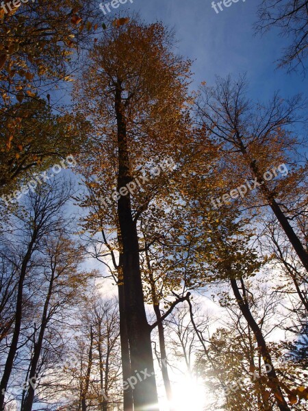 Forest Autumn Colorful Trees Autumn Forest