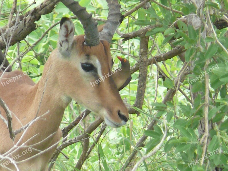 Impala Africa Animal Mammal Herbivore