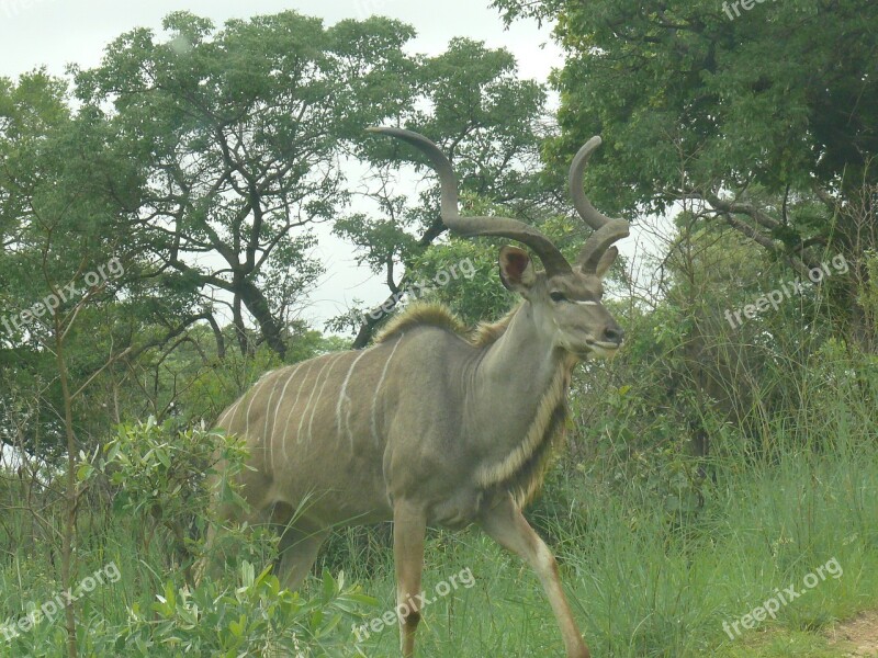 Kudu Africa Animal Mammal Herbivore