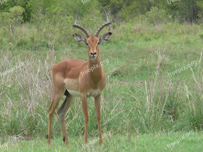 Impala Animals Antelope Africa Mammal