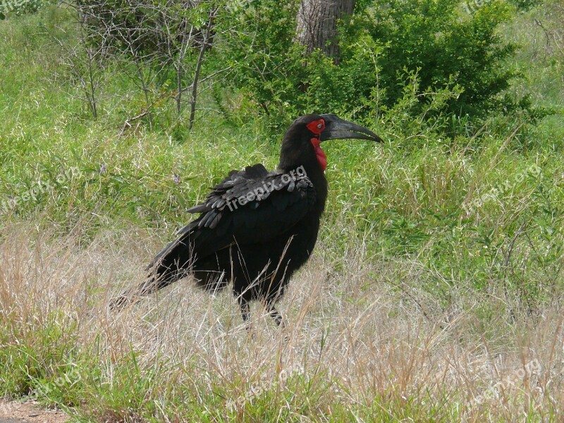 Ground Hornbill Bird Animals Africa Wild