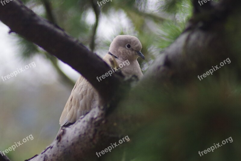 Bird Dove Collared Free Photos