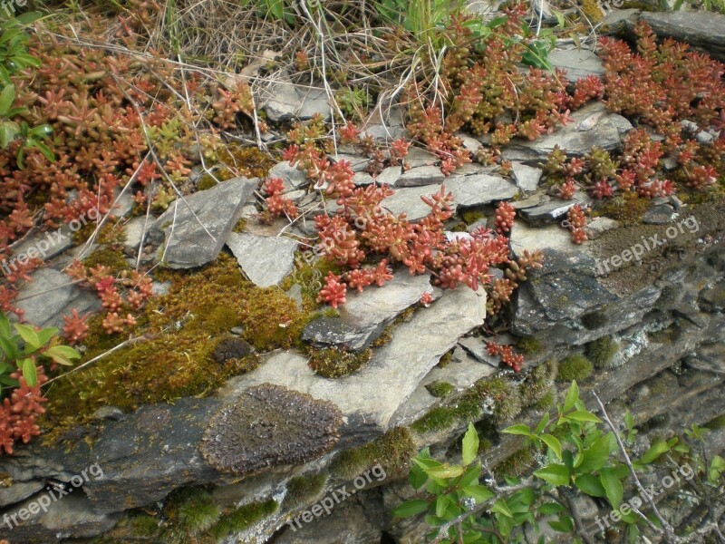 Slate Layer Rock Bemoost Plant