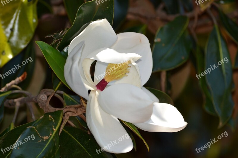 White Flower Flowers Spring Nature