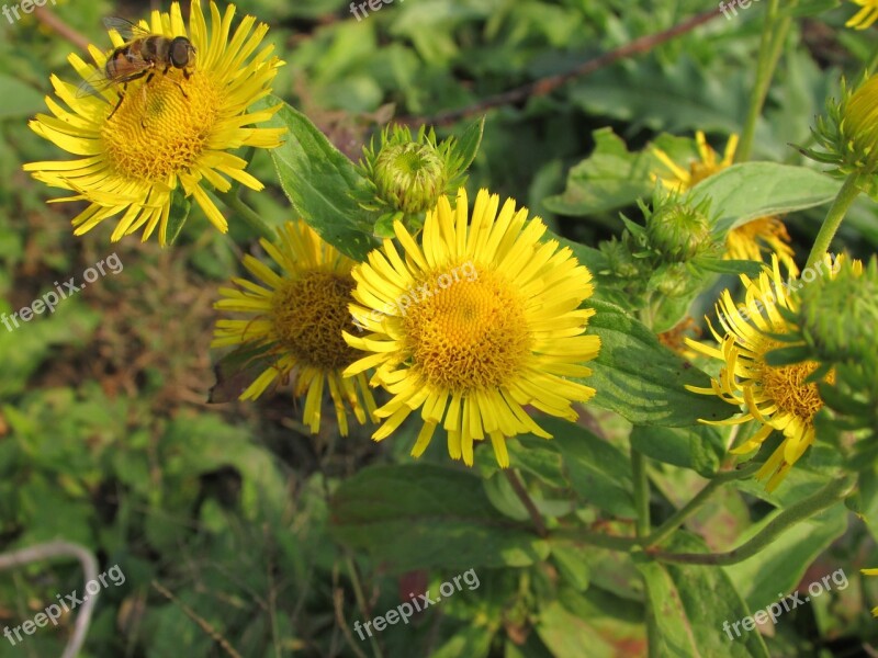 Flowers Yellow The Scenery Free Photos