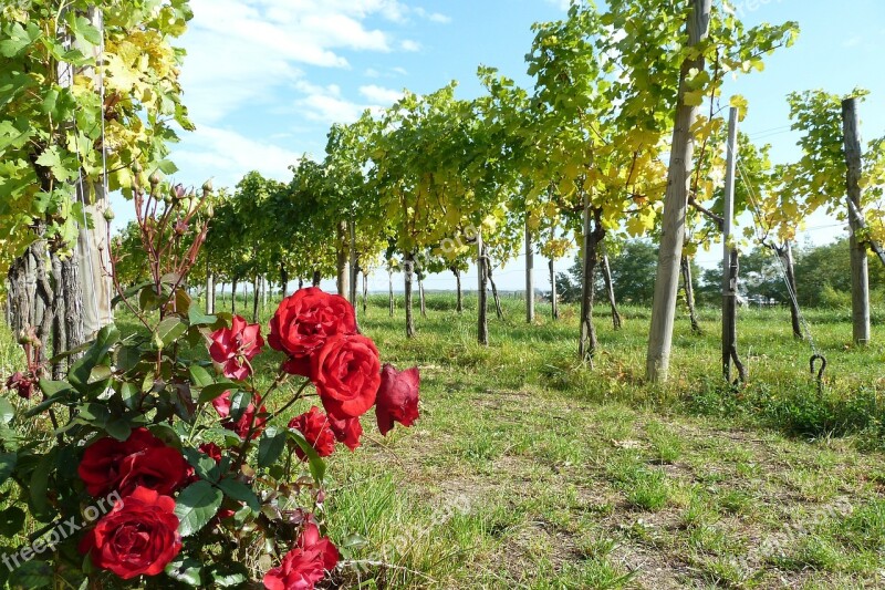 Wachau Wine Rose Autumn Vineyard