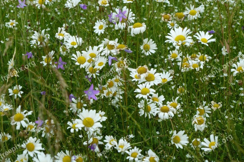 Daisies Summer White Meadow Summer Meadow