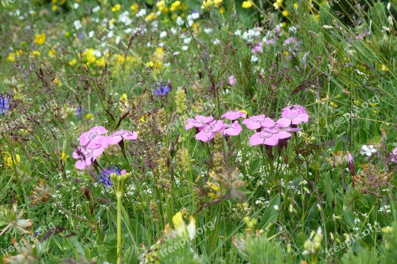 Flowers Rax Meadow Wild Flower Flower