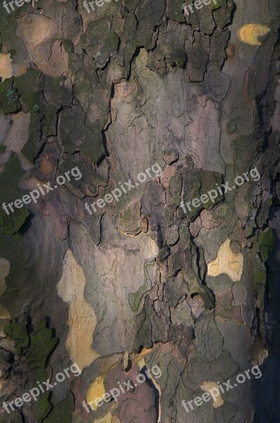 Tree Bark Bark Tribe Nature Landscape