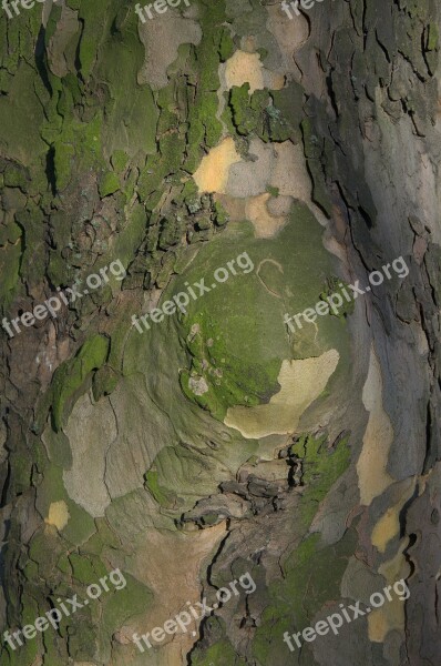 Tree Bark Bark Tribe Nature Landscape