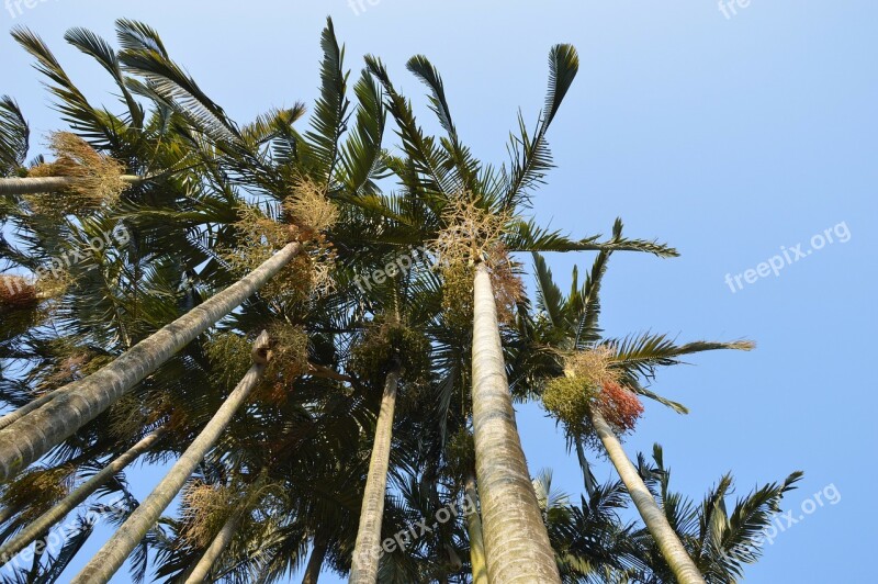 Palm Tree Tall Leaves Sky