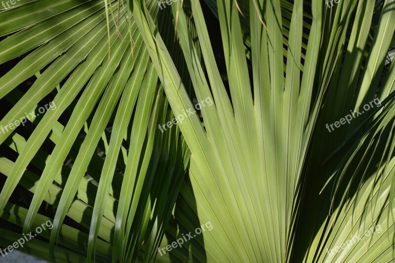 Palm Leaves Tree Tropical Botany