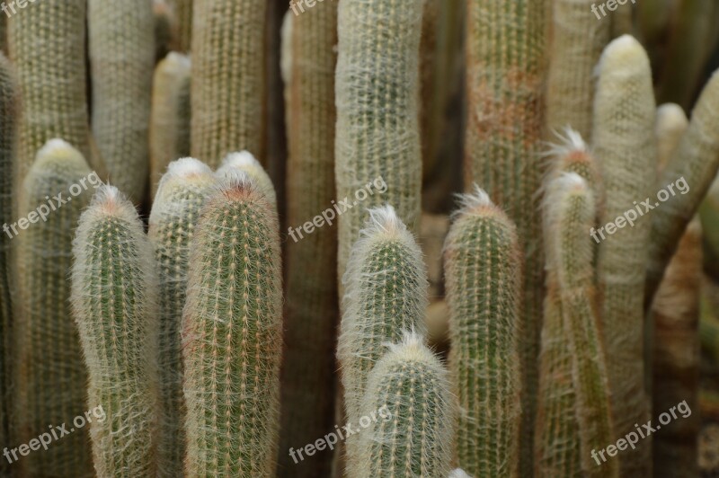 Cactus Desert Spines Free Photos