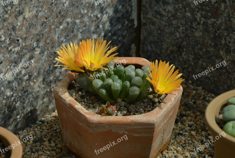 Succulents Flowers Yellow Pot Garden