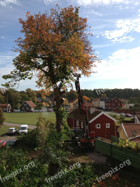 Tree Tree Trimming Autumn Free Photos