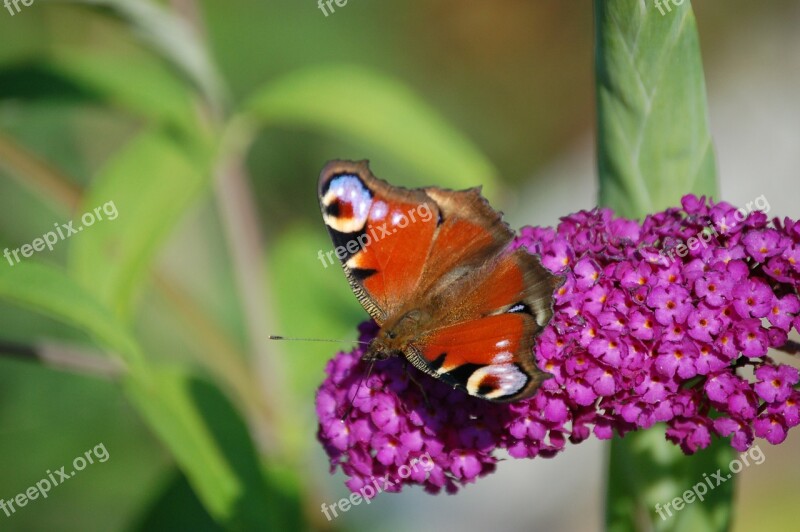 Butterfly Flower Insect Nature Spring