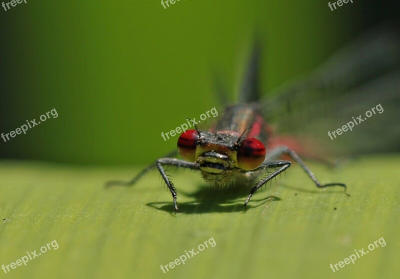 Dragonfly Insect Nature Close Up Eyes