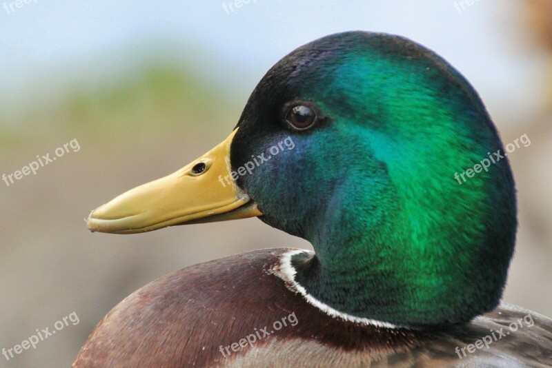 Duck Ducks Animal Bird Wild Bird