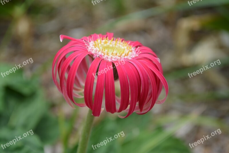 Gerbera Flower Spring Nature Colorful