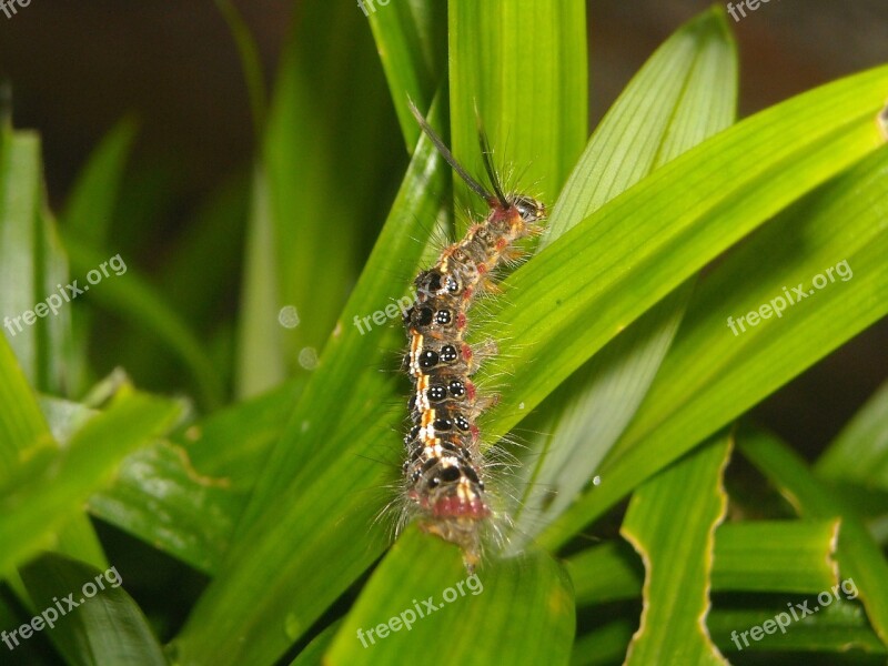 Caterpillar Feather Color Leaf Pandan