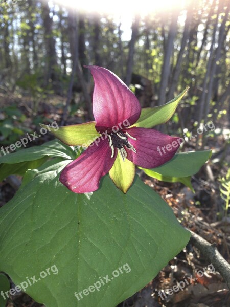 Trillium Purple Spring Flower Wildflower Ontario