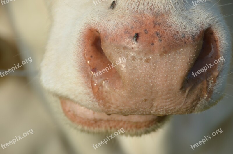 Cow Animals Cattle Cows White