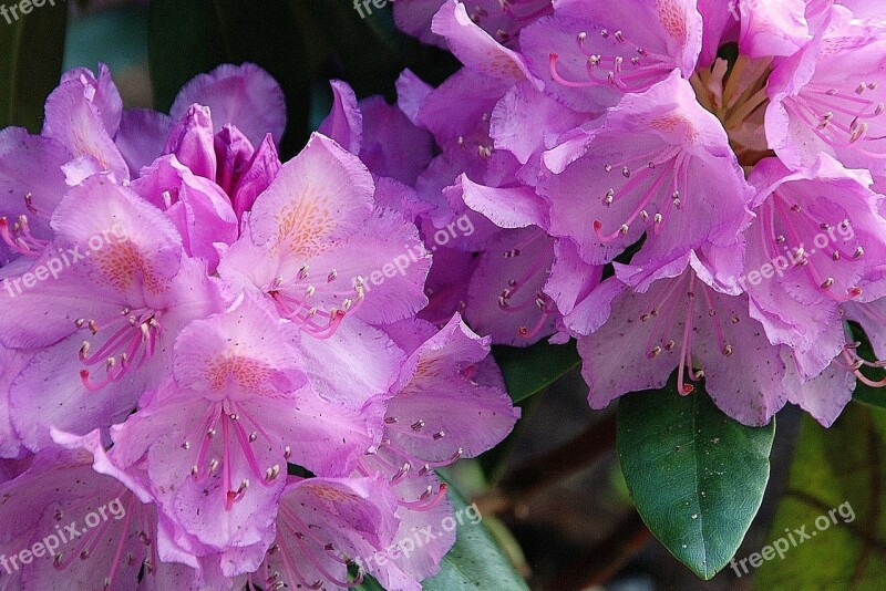 Summer Flower Nature Macro Pink