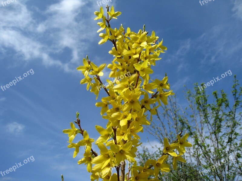 Forsythia Flowers Yellow Sky Blue Cloud