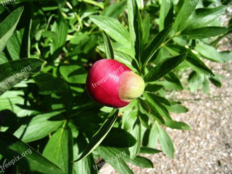 Pion Bud Red Summer Foliage