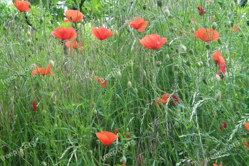 Poppies Nature Meadow Summer Meadow Free Photos