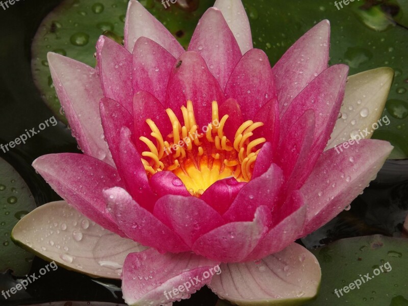 Water Lily Pond Aquatic Plant Free Photos