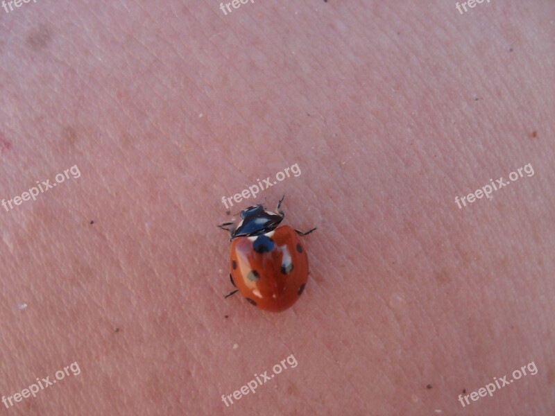 Ladybug Mariquita Insects Nature Free Photos