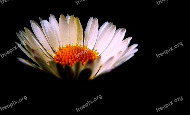 Daisy Flowers Nature Flower Plant