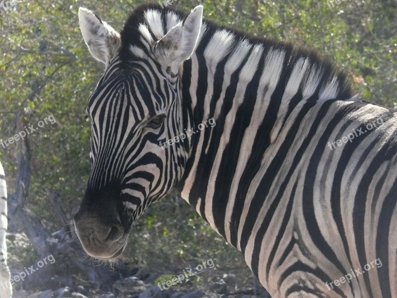 Zebra Namibia Animals African Mammal